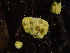  (Eurotiomycetes - HAY-F-003724)  @11 [ ] by-nc (2023) Dean Lyons Fungal Diversity Survey