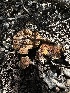  ( - HAY-F-002653)  @11 [ ] c (2023) Rudy Diaz Fungal Diversity Survey