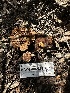  ( - HAY-F-002653)  @11 [ ] c (2023) Rudy Diaz Fungal Diversity Survey