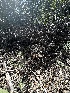  (Coltricia - HAY-F-002653)  @11 [ ] c (2023) Rudy Diaz Fungal Diversity Survey