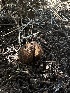  ( - HAY-F-002654)  @11 [ ] c (2023) Rudy Diaz Fungal Diversity Survey