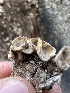  ( - HAY-F-002658)  @11 [ ] c (2023) Rudy Diaz Fungal Diversity Survey