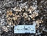  ( - HAY-F-002658)  @11 [ ] c (2023) Rudy Diaz Fungal Diversity Survey