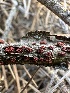  ( - HAY-F-002652)  @11 [ ] c (2023) Rudy Diaz Fungal Diversity Survey