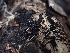  (Coronophorales - HAY-F-001933)  @11 [ ] by-nc (2023) Sadie Hickey Fungal Diversity Survey