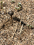  ( - HAY-F-003168)  @11 [ ] by-nc (2023) Dean Lyons Fungal Diversity Survey