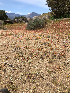  ( - HAY-F-003168)  @11 [ ] by-nc (2023) Dean Lyons Fungal Diversity Survey