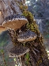  (Phellinus - HAY-F-001925)  @11 [ ] by-nc (2023) Sadie Hickey Fungal Diversity Survey