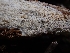  ( - HAY-F-001869)  @11 [ ] by-nc (2023) Sadie Hickey Fungal Diversity Survey