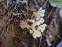  ( - HAY-F-001880)  @11 [ ] by-nc (2023) Sadie Hickey Fungal Diversity Survey