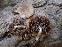  (Psathyrella sp. noli-tangere-CA01 - HAY-F-001877)  @11 [ ] by-nc (2023) Sadie Hickey Fungal Diversity Survey