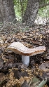  ( - HAY-F-001411)  @11 [ ] c (2023) Michelle C. Torres-Grant Fungal Diversity Survey
