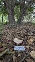  ( - HAY-F-001411)  @11 [ ] c (2023) Michelle C. Torres-Grant Fungal Diversity Survey