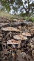  (Amanita sp. CA03 - HAY-F-001412)  @11 [ ] c (2023) Michelle C. Torres-Grant Fungal Diversity Survey