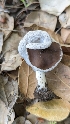  (Helvella sp. CA07 - HAY-F-001425)  @11 [ ] c (2023) Michelle C. Torres-Grant Fungal Diversity Survey