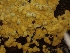  (Scytinostroma sp. ochroleucum-CA01 - HAY-F-003581)  @11 [ ] by-nc (2023) Sadie Hickey Fungal Diversity Survey