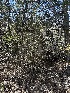  (Melanogaster sp. CA02 - HAY-F-002654)  @11 [ ] c (2023) Rudy Diaz Fungal Diversity Survey