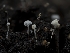  ( - HAY-F-002163)  @11 [ ] by-nc (2023) Stu Pickell Fungal Diversity Survey