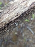  ( - HAY-F-002951)  @11 [ ] by-nc (2023) Stu Pickell Fungal Diversity Survey