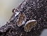  ( - HAY-F-002951)  @11 [ ] by-nc (2023) Stu Pickell Fungal Diversity Survey