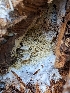  ( - HAY-F-002862)  @11 [ ] by-nc (2023) Stu Pickell Fungal Diversity Survey
