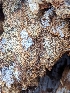  ( - HAY-F-002862)  @11 [ ] by-nc (2023) Stu Pickell Fungal Diversity Survey