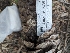  ( - HAY-F-002860)  @11 [ ] by-nc (2023) Stu Pickell Fungal Diversity Survey