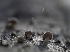  ( - HAY-F-002860)  @11 [ ] by-nc (2023) Stu Pickell Fungal Diversity Survey
