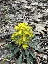  ( - HAY-F-002684)  @11 [ ] c (2023) Rudy Diaz Fungal Diversity Survey