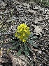  ( - HAY-F-002684)  @11 [ ] c (2023) Rudy Diaz Fungal Diversity Survey