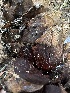  ( - HAY-F-002686)  @11 [ ] c (2023) Rudy Diaz Fungal Diversity Survey