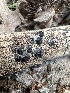  ( - HAY-F-002681)  @11 [ ] c (2023) Rudy Diaz Fungal Diversity Survey