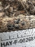  ( - HAY-F-002681)  @11 [ ] c (2023) Rudy Diaz Fungal Diversity Survey