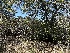  ( - HAY-F-002646)  @11 [ ] c (2023) Rudy Diaz Fungal Diversity Survey
