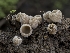  (Tarzetta bronca - HAY-F-002950)  @11 [ ] by-nc (2023) Stu Pickell Fungal Diversity Survey