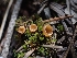  (Pyronemataceae - HAY-F-003571)  @11 [ ] by-nc (2023) Sadie Hickey Fungal Diversity Survey