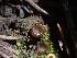  (Perilachnea - HAY-F-003572)  @11 [ ] by-nc (2023) Sadie Hickey Fungal Diversity Survey