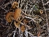  ( - HAY-F-003573)  @11 [ ] by-nc (2023) Sadie Hickey Fungal Diversity Survey