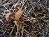  ( - HAY-F-003573)  @11 [ ] by-nc (2023) Sadie Hickey Fungal Diversity Survey