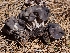 (Helvella sp. vespertina-CA01 - HAY-F-003667)  @11 [ ] by-nc (2023) Sadie Hickey Fungal Diversity Survey