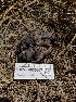  ( - HAY-F-003667)  @11 [ ] by-nc (2023) Sadie Hickey Fungal Diversity Survey