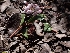  (Balsamia nigrans - HAY-F-003577)  @11 [ ] by-nc (2023) Sadie Hickey Fungal Diversity Survey