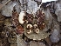  ( - HAY-F-003577)  @11 [ ] by-nc (2023) Sadie Hickey Fungal Diversity Survey