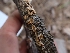  ( - HAY-F-003582)  @11 [ ] by-nc (2023) Sadie Hickey Fungal Diversity Survey