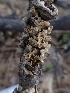  ( - HAY-F-003582)  @11 [ ] by-nc (2023) Sadie Hickey Fungal Diversity Survey