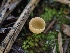  ( - HAY-F-003585)  @11 [ ] by-nc (2023) Sadie Hickey Fungal Diversity Survey
