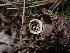  (Nidulariales - HAY-F-003586)  @11 [ ] by-nc (2023) Sadie Hickey Fungal Diversity Survey
