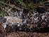  ( - HAY-F-003586)  @11 [ ] by-nc (2023) Sadie Hickey Fungal Diversity Survey