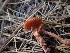  ( - HAY-F-003666)  @11 [ ] by-nc (2023) Sadie Hickey Fungal Diversity Survey
