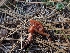  ( - HAY-F-003666)  @11 [ ] by-nc (2023) Sadie Hickey Fungal Diversity Survey